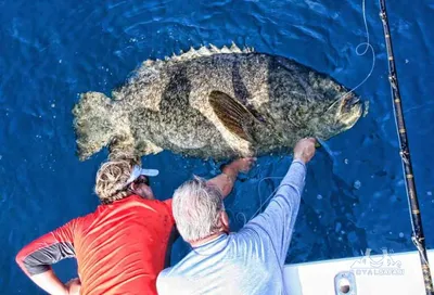 Кто такая - тигровая рыба Голиаф, пожирающая крокодилов В одной из пер� |  Рыбы и обитатели морей,рек. | Постила