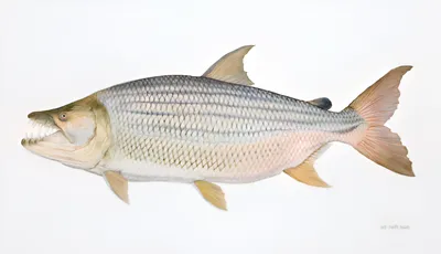 Тигровая рыба Голиаф (лат. Hydrocynus goliath) – Интересные животные