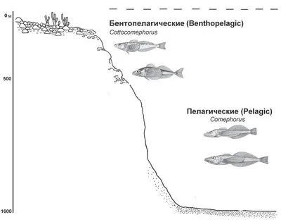 Голомянка: 70% рыбы в Байкале – уникальные существа, состоящие из жира и  костей