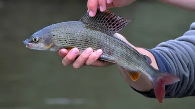 Comephorus Lacepède, 1800) Род Комефорусы, Голомянки, Genus Comephorus  Lacepède, 1800 (Baikal oilfishes) 2 вида