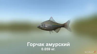 Рыбы рыбинского водохранилища. Что можно поймать в Рыбинском море?