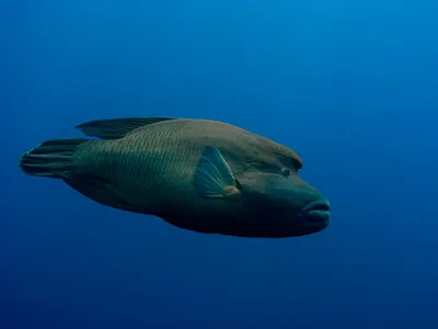 Самые необычные рыбы морей и океанов, которые меня удивили — овцеголовый  губан, гиппокампус, мандаринка