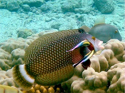 Humphead Губан (Cheilinus Undulatus), Также Известный Как Рыба Наполеон.  Фотография, картинки, изображения и сток-фотография без роялти. Image  66391109