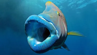 Humphead Wrasse - Great Barrier Reef | This fish is a humphe… | Flickr