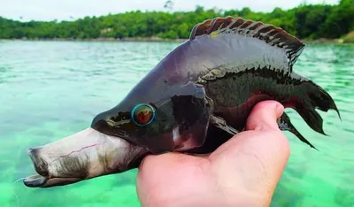 Наполеон Рыба, Humphead Губан (Cheilinus Undulatus) В Ocean Blue, Мальдивы  Фотография, картинки, изображения и сток-фотография без роялти. Image  66471467