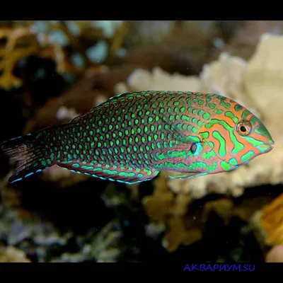 Губан-бекас (самец) (Gomphosus varius) | Aquarium-Style