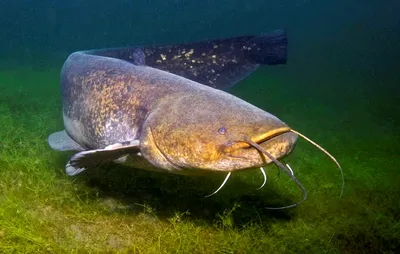 Рыбы наших водоёмов - Кают-компания - МОРСКОЙ АКВАРИУМ - форум Аква Лого