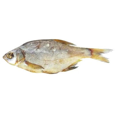Густера вяленая — Рыбоеды