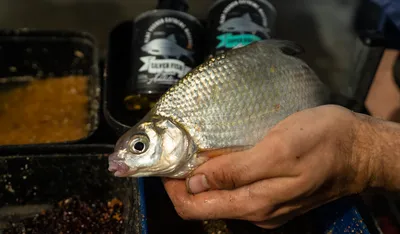 Вяленая рыба Густера / Снеки Альянс 2 кг - купить с доставкой по выгодным  ценам в интернет-магазине OZON (401762590)