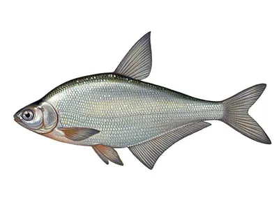Карп - Назаровское рыбное хозяйство