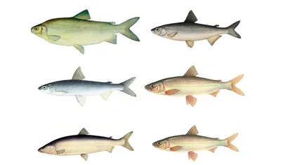 Тест: знаете ли вы, какие рыбы водятся в водоемах Якутии? — ЯСИА