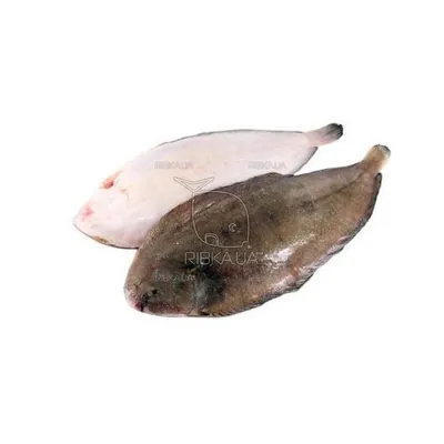 Камбала Доверсоль «Doversole», морской язык с/г, с/м 700-800 купить по  выгодным ценам в Киеве, заказать Рыба столовых сортов онлайн в интернет  магазине морепродуктов ribka.ua