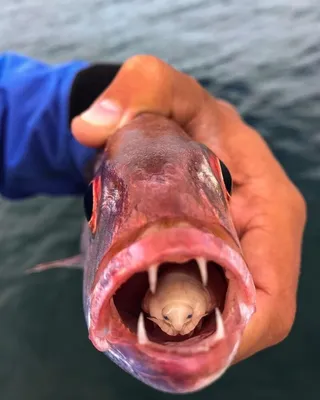 Камбала Доверсоль «Doversole», морской язык с/г, с/м 700-800 (10 кг) купить  по выгодным ценам в Киеве, заказать Рыба столовых сортов онлайн в интернет  магазине морепродуктов ribka.ua