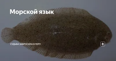 Морской язык из Марокко 300/400 — купить в Москве по выгодной цене