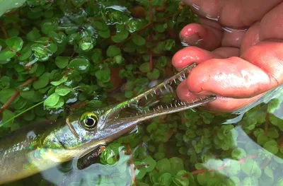 Рыба игла пресноводный сарган: содержание, фото-видео обзор