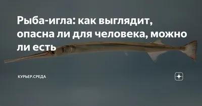 Длиннорылая рыба-игла :: Сергей – Социальная сеть ФотоКто