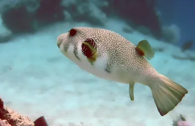 Колючий иглобрюх | Рыбы Красного моря