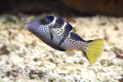 Красивые Pufferfish или Globefish с шипами. Японские круглые рыбы или  иглобрюх Pfuffer. По-детски цветной плоский вектор карикатур Иллюстрация  вектора - иллюстрации насчитывающей японско, ребенок: 212980275