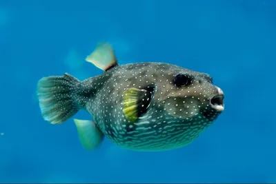 Картинки рыбы фугу - 70 фото