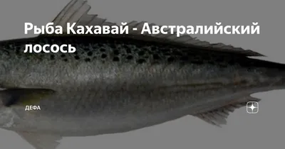 Кахавай : что это за рыба (фото) и чем она полезна ? Рецепт приготовления в  духовке | Мой маршрут стройности | Дзен