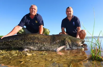 Осетр для пруда - купить, цена в Минске - fish-city