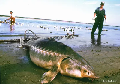 Самые крупные рыбы России: Калуга | Пикабу