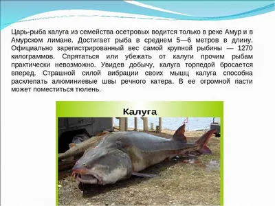 Рекорды рыбалки со всего мира | LoviTut.ru (Рыбалка и Бильярд) | Дзен