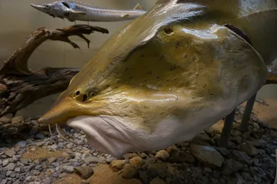 У берегов Тайваня обнаружили \"предвестника апокалипсиса\": фото редкой рыбы