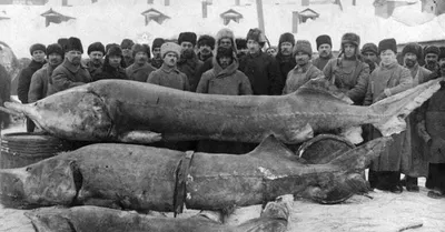 Самые большие речные рыбы в России | Пикабу