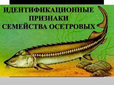 Все виды ОСЕТРОВЫХ рыб в МИРЕ. | На КРЮЧКЕ у ДМИТРИЯ | Дзен