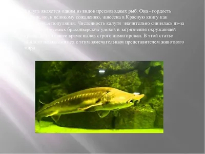 Анюйский рыбоводный завод ФГБУ «Главрыбвод» успешно завершил выпуск молоди  ценных видов рыб по государственному заданию - Ассоциация предприятий  рыбной отрасли Хабаровского края