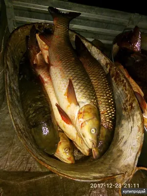 Самая большая калуга, пойманная в России | Рыбачок | Дзен