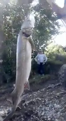 В Благовещенске проверяют видео с гигантской калугой, запрещенной к вылову  - РИА Новости, 28.08.2019