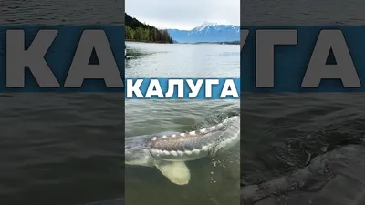 В Амуре поймали гигантскую калугу