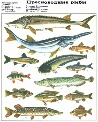 Рыба калуга — амурский гигант | Мир за окошком | Дзен