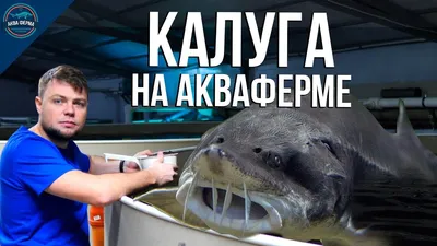 PPT - Класс Osteichthyes – Костные рыбы PowerPoint Presentation - ID:4080048