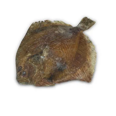 Деревянная рыба Камбала (ID#1296366746), цена: 1420 ₴, купить на Prom.ua