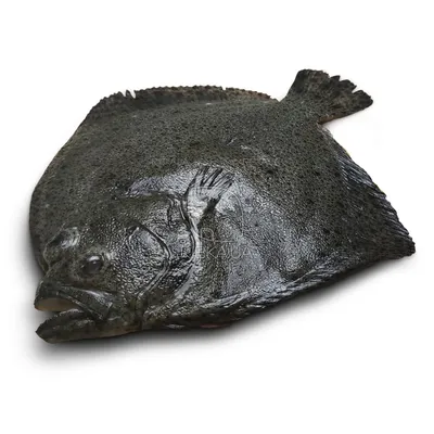 Камбала пятнистая 500+ грамм - Рыбная лавка Шаланда