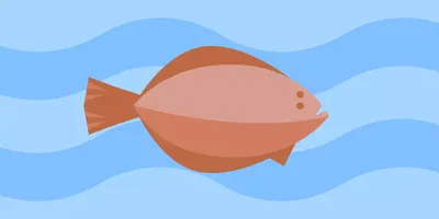 Раскраска Рыба Камбала — Мир раскрасок