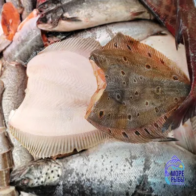 Рыба охлажденная камбала 200-400г б/г СК Дон вес купить в магазине Табрис