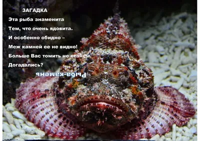 Рыба-камень (Synanceia verrucosa) / бородавчатка :: рыба-камень :: живность  :: рыба :: Книга животных / смешные картинки и другие приколы: комиксы, гиф  анимация, видео, лучший интеллектуальный юмор.