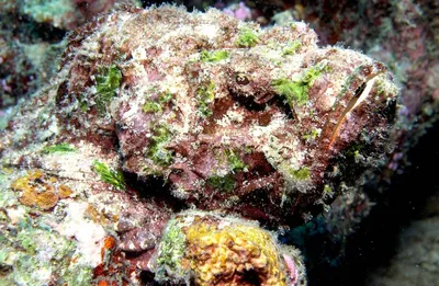 Океанская бородавчатка, рыба-камень, Synanceia verrucosa, … | Flickr