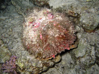 Необычная рыба-камень: опасность на дне моря (5 фото)
