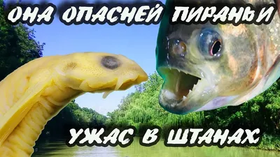 Отряд Лососеобразные (Salmoniformes). Характеристика Т. С. Расс [1971 - -  Жизнь животных. Том 4. Часть 1. Рыбы]