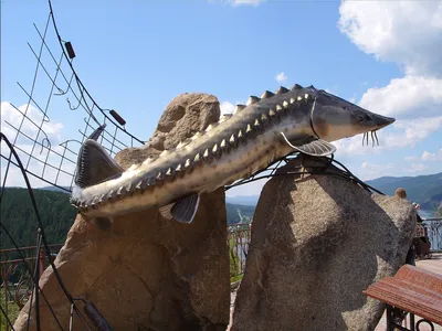 Северная рыба-мичман (Porichthys notatus) | Пикабу