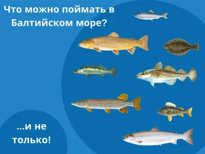 Большая Рыба. Картинки \"Пираты Карибского моря\".