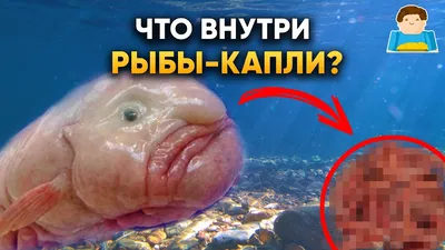 Рыба-капля (Blobfish) - Govzalla.com