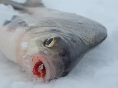 Рыба-жаба в воде - фото и обои. Красивая картинка \"Рыба-жаба в воде\" на  рабочий стол