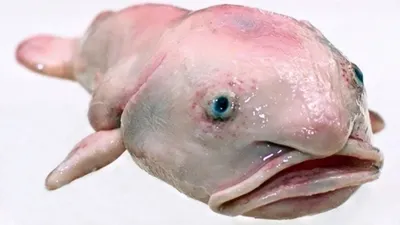 Дождь рыба-капля рыба прозрачная …» — создано в Шедевруме