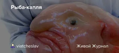 Рыба Капля №675782 - купить в Украине на Crafta.ua